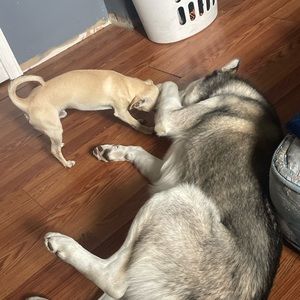 Meet your Posher, Lupe